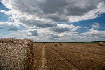 Straw rolls on the field