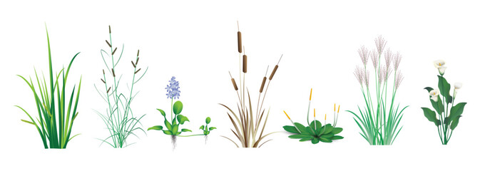 Cattail (reeds, cane), Calamus, Sedge, Miscanthus, water Hyacinth, Orontium, Calla lily (Ethiopian). Tropical coastal grass and floating marsh (pond) plants. A color set drawings on a white background - obrazy, fototapety, plakaty