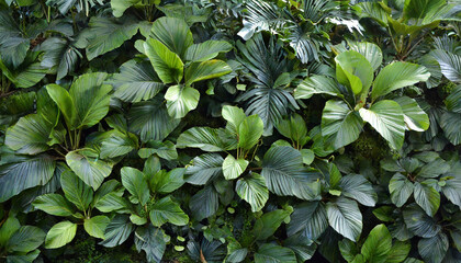 green leaves background. tropical green rain forest with many green. jungle full of plants and trees. wallpaper, background
