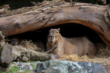 An adult Capybara relaxing under a fallen tree in its enclosure at Wellington Zoo, New Zealand.