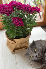 Bouquet of burgundy chrysanthemum flowers. A gray cat lies nearby.