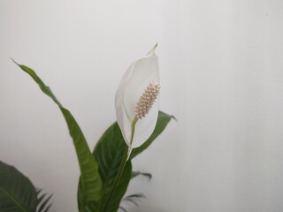 White calla flower against wall