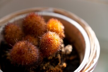 Cactus plant in the pot. Slovakia