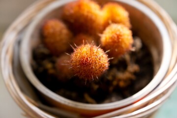 Cactus plant in the pot. Slovakia