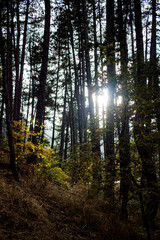 Forest scene with autumn colors