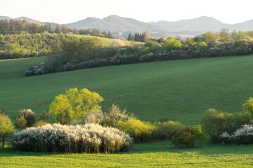 Naklejka premium Colorful meadow flowers in grass in nature or in the garden. Slovakia