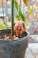 Side view of red squirrel sitting in flower pot and cracking walnut shell.