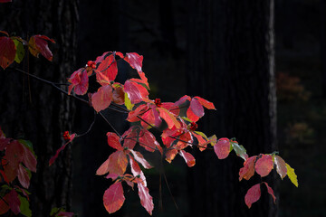 Dogwood Trees in Fall