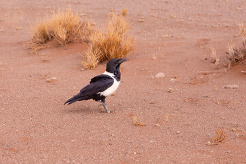 Pied crow standing on one foot on red sand in the Namib desert, Sossusvlei, Namibia