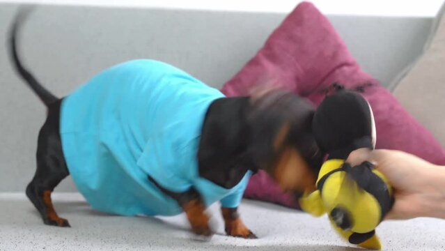 Dachshund dog in bright clothes plays with its owner on sofa, pulls toy with its teeth, joyfully wags its tail, waves its head excitedly hand holds bee, pet vomits in hysterics Family active games