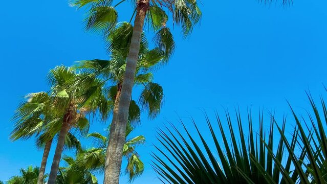 Beach palms and date palms against a blue sky background