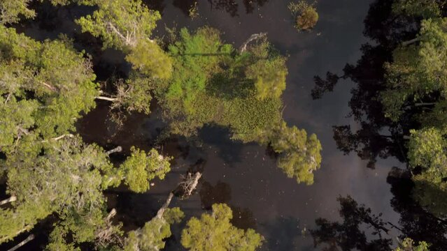 Aerial Top Backward Beautiful View Of Green Trees In Tranquil River - Bayou, Louisiana