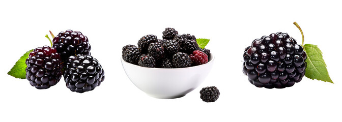 Fresh blackberries collage set with single fruit and in a bowl on isolated transparent background