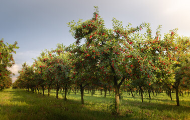 Ripe sour cherry trees orchard fields
