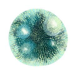 Unicellular protozoa. Color illustration of a single-celled bacterium. For printing textbooks, encyclopedias, brochures and posters on biology and medicine. For printing on objects and website design