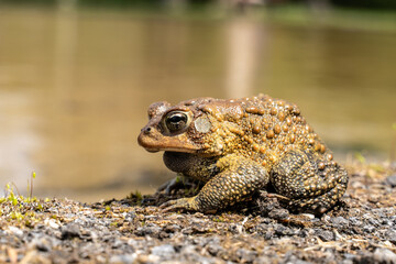 American Toad (Anaxyrus americanus) Sitting on the Side of a Pond