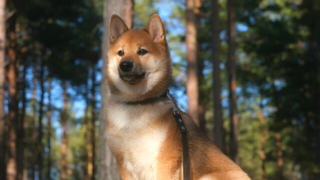 portrait of a five-month-old Shiba inu puppy in a collar on a leash in the forest, looking around in the morning sun. Executes the sit and wait command. Good boy.
