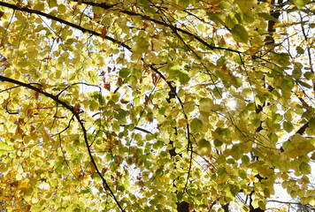 autumn landscape. the rays of the sun break through the yellow autumn leaves on the tree branches. beauty in nature. walks in the fresh air in a city park or in the forest
