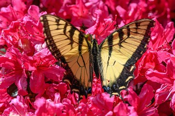Close-up shot of an Old world swallowtail on pink rhododendron flowers