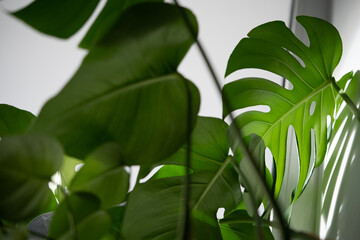 Closeup of glossy perforated leaf of decorative evergreen houseplant Monstera with shadow falling in light on wall. Exotic tropical philodendron with thin stem and split leaves popular at plant lovers