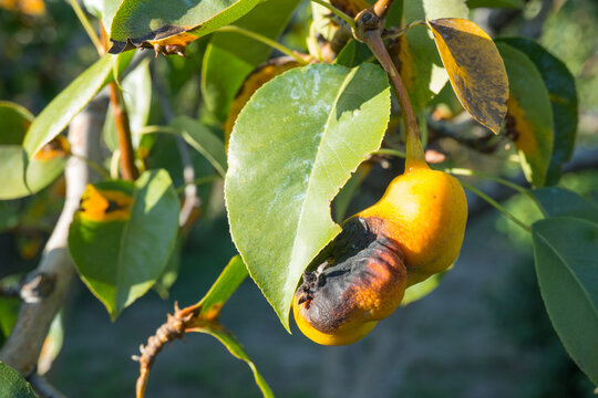 Rust on pear leaves. European pear rust is a fungal disease of pear trees