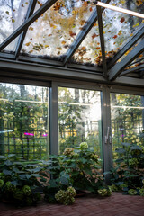 Fototapeta na wymiar Greenhouse garden in autumn-winter time for plants. Plant cultivation concept. Glasshouse hothouse with warm climate inside. Botanical park with different types green flowers. Fallen leaves on roof.