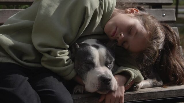Portrait of an old dog being stroked by hand. A girl and a dog are sitting on a bench. American Staffordshire Terrier