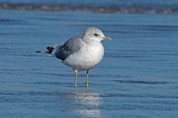 Short-billed Gull standing on the beach