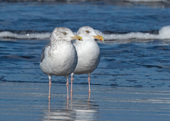 Two Herring Gulls standing on the beach