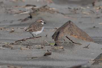 A Snowy Plover next to a rock on a sandy beach