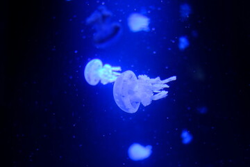 Obraz na płótnie Canvas Jellyfishes