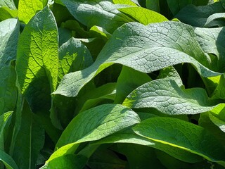 Comfrey plant green leaves.