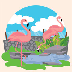 Group of cute flamingos on an open zoo Vector