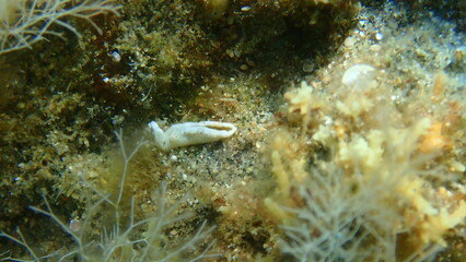 Fototapeta na wymiar Sea slug Timid elysia (Elysia timida) undersea, Aegean Sea, Greece, Halkidiki