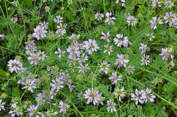 In nature, Securigera varia grows in herbs