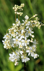 Filipendula blooms in the meadow in the wild