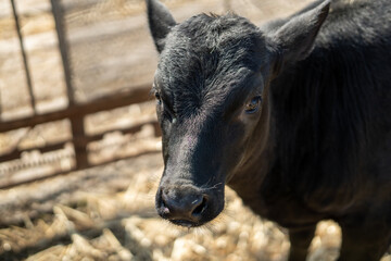 black calf in a pen with straw.