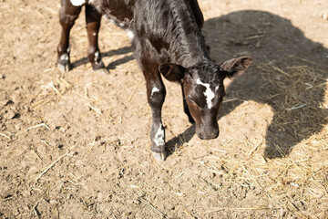 chocolate-colored calf with white spots. view from above.