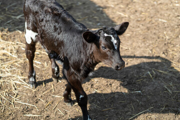 chocolate-colored calf with white spots. view from above.