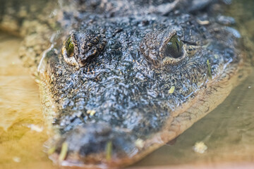 Close-up shot of the face of a dangerous but beautiful crocodile in its habitat