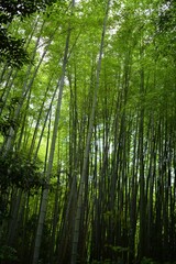 Vertical shot of tall bamboo plants