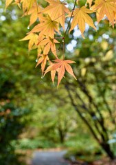 Autumn trees in beautiful nature park setting with fall colour, landscape background.
