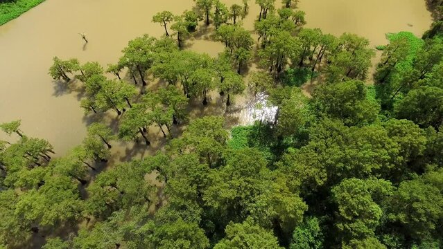 Aerial Tilt Up Shot Of Growth Of Green Trees In Dirt River On Sunny Day - Bayou, Louisiana