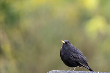 Selective focus of a blackbird
