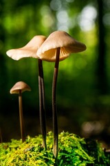 Vertical shot of Mushrooms growing on a mossy tree in a forest