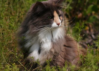 Norwegian Forest Cat sitting on the grass in the garden on a sunny day with blur background