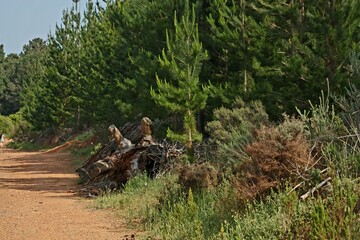 Pine trees on the side of the road