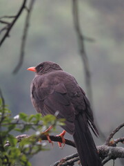 Turdus merula (Mirla) 