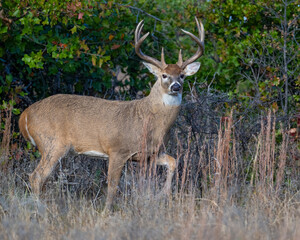 White-tailed Deer male