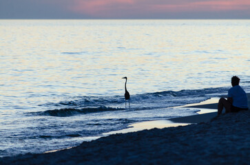 Naklejka premium heron and person on the beach waiting for sunrise